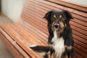 Er det godt at sterilisere vores dyr?