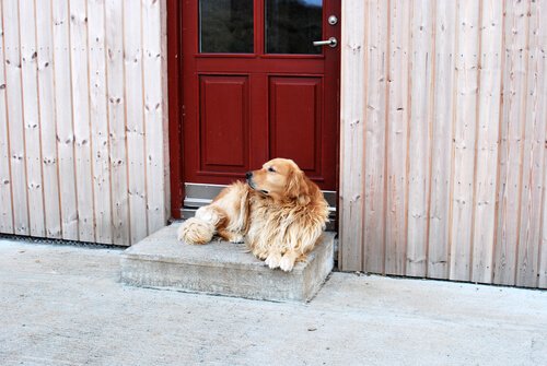 Hund venter tålmodigt på trappen