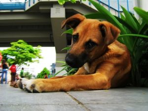 Tips til hvad du kan gøre hvis din hund spiser planter