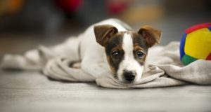 Forstå din hund bedre