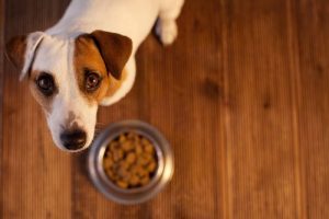 Har din hund problemer med fordøjelsen?