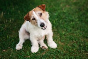 Hvordan forstår hunde deres ejere?