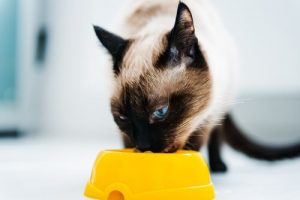 Hvad kan du give din kat hvis du er løbet tør for kattemad?