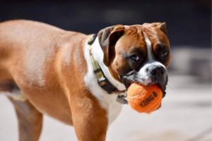 Hund med bold i munden