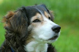 Sådan redder du en hund fra kvælning