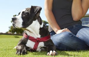At have en hund forbedrer din fysiske og mentale sundhed