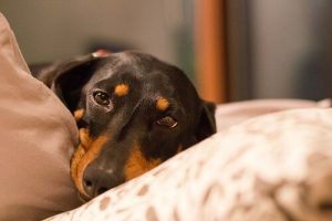 Sådan undgår du og behandler mavedrejning hos hunde