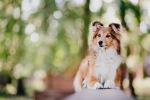 De mest intelligente hunde