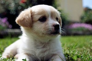 Hvad får en hunds snude til at skifte farve?