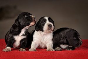 Basal hvalpetræning