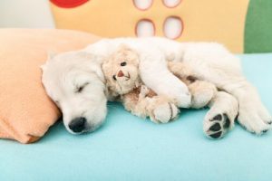Airbnb for hunde: Et nyt alternativ