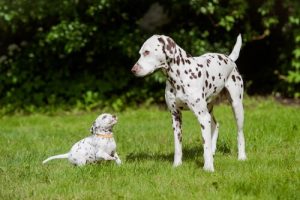 Verdens smukkeste hunderacer