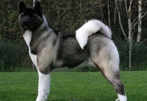Den amerikanske akita: En dominerende og stolt hund