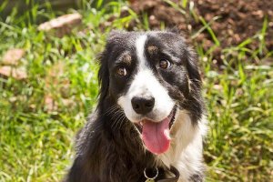 Hvad er hovedpresning?