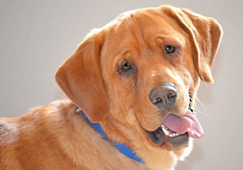 Eastwood var den sidste tilbage på et dyreinternat