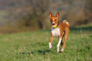 Gøen blandt hunde: Hvilken race gør mindst?