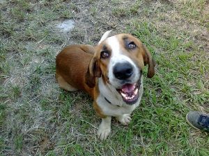 Hunde der hader deres ejere: To historier