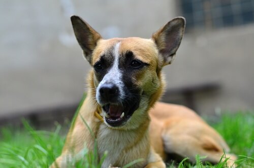 Græs er altid blevet brugt af hunde