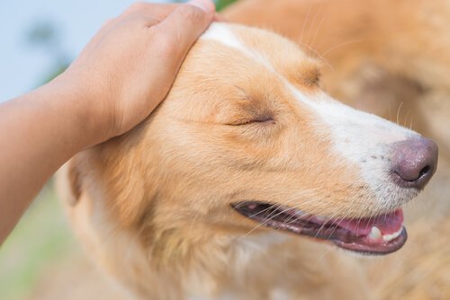At ae en hund: Tips til hvordan og hvor