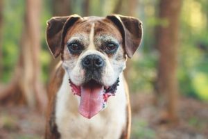 Når din hund bliver ældre: Vær opmærksom på disse tegn