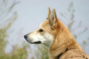 Sådan undgår du at blive bidt af en hund