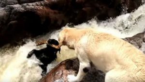 Hunden der reddede en anden hund fra at drukne
