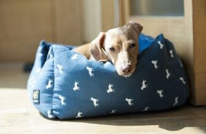 Hundekurv: 6 passende steder at placere den