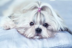Kinesiske hunderacer: 5 forskellige hunde
