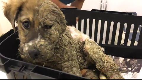 Pascal i en bakke på internat