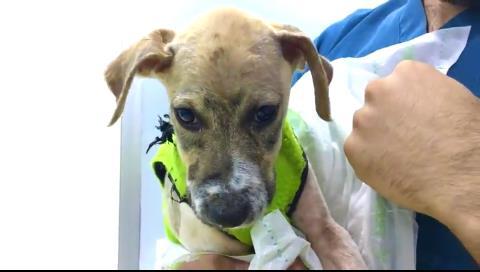 Pascal overlevede og er i bedring