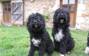 Vandhunde: Hvilke racer tilhører denne gruppe?