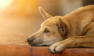 At gøre din hund glad: Her er 6 tips