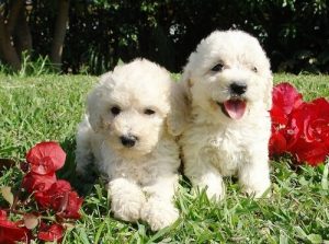 Vandhunde er dejlige som hvalpe