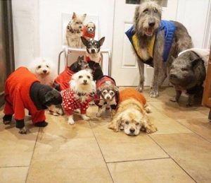 Mand reddede 10 gamle hunde og grise ved at adoptere