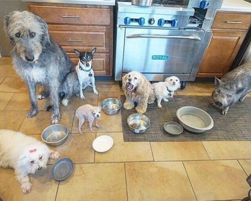 Gregs hunde og gris spiser