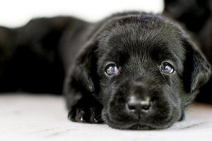 Alt du bør vide om at adoptere en hund