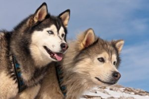 Forskellene mellem malamute og siberian husky