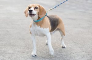Hunde der gør mest