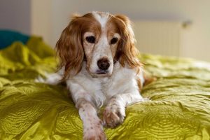 Sådan tager du dig af en blind hund