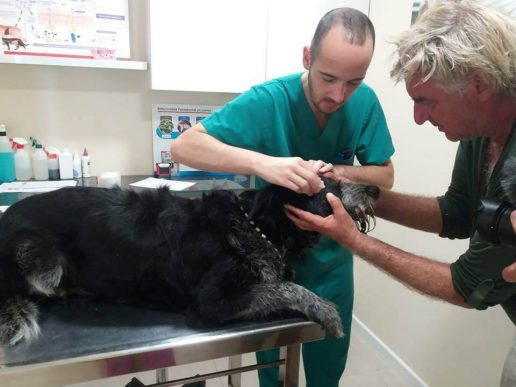 Dyrlægen tjekker Bob