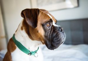 Forebyg depression hos hunde