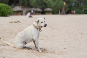 Epilepsi hos hunde: Hvordan ser det ud?