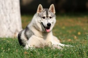 Har hunde følelsesmæssig intelligens?