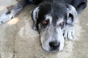 Hvad er den forventede levetid for hunde?