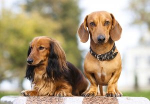 Hunde I FCI gruppe 4: Gravhunden