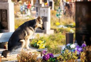 Hvor længe kan en hund huske en?