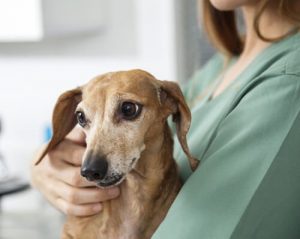 Sådan tager du dig af en hund med epilepsi