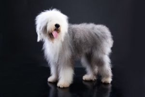 Hunde med korte haler