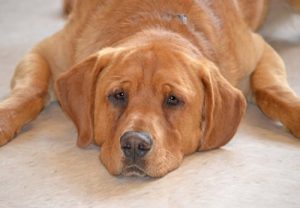Hunden Eastwood: Den sidste hund på dyreinternatet