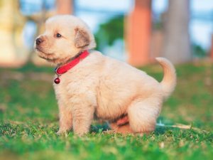 Hunde med hundesyge
